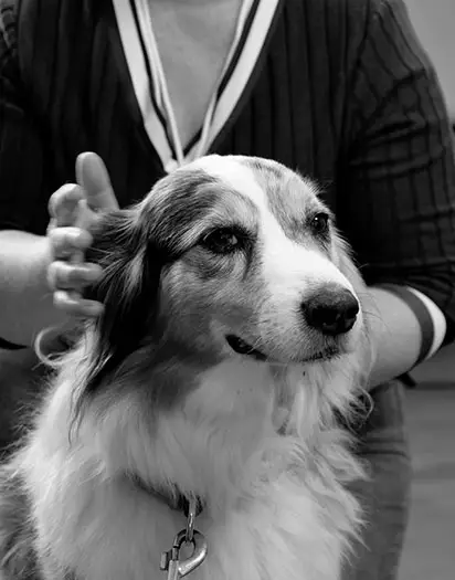 La médiation animale au cœur de Kersalic